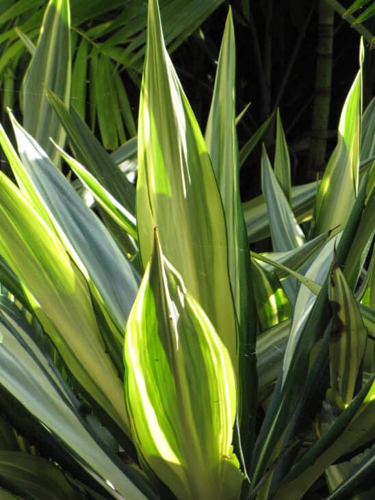 Mauritius Hemp (Furcraea foetida)