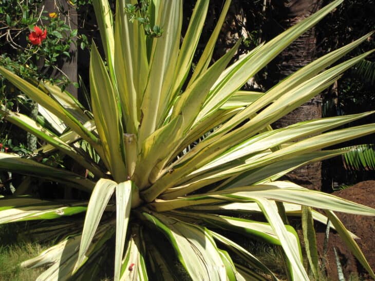 Mauritius Hemp (Furcraea foetida)