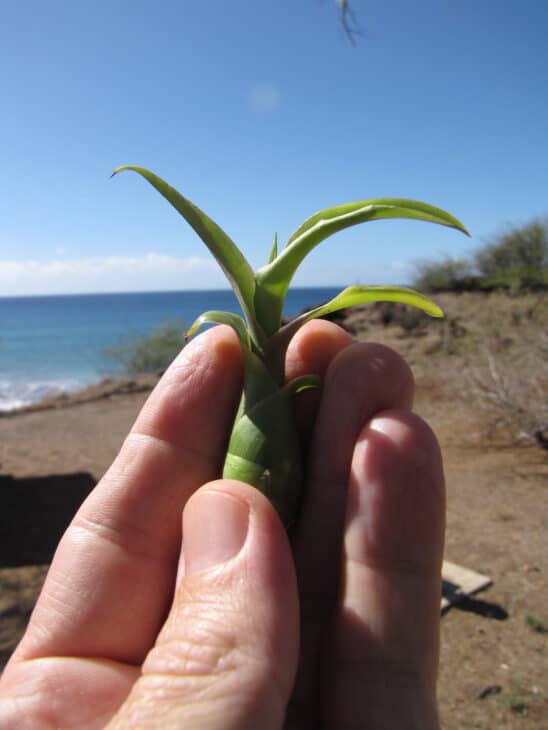 Mauritius Hemp (Furcraea foetida)