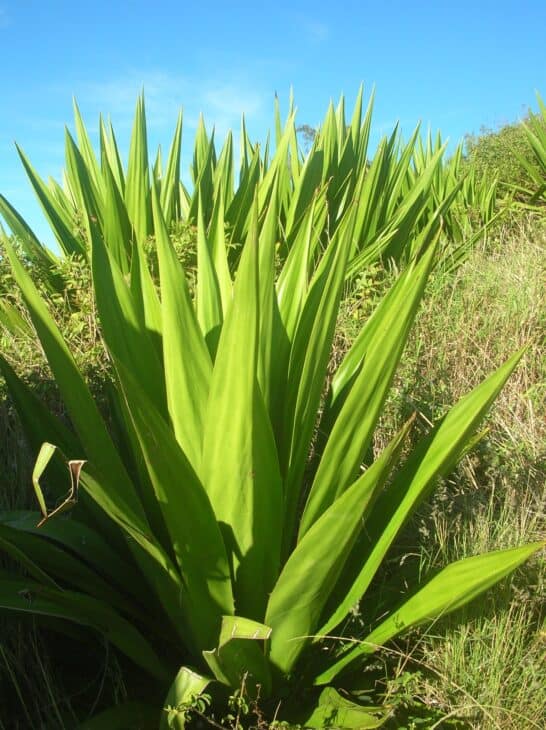 Mauritius Hemp (Furcraea foetida)