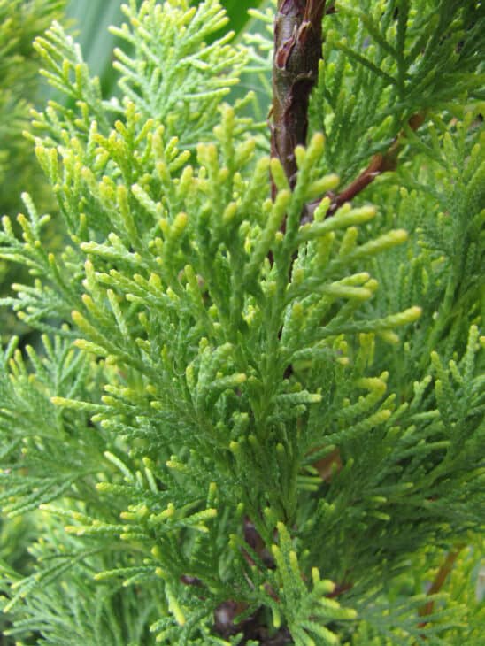 Mediterranean Cypress (Cupressus sempervirens)