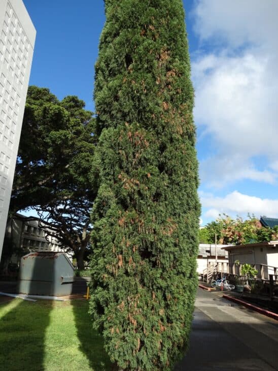 Mediterranean Cypress (Cupressus sempervirens)