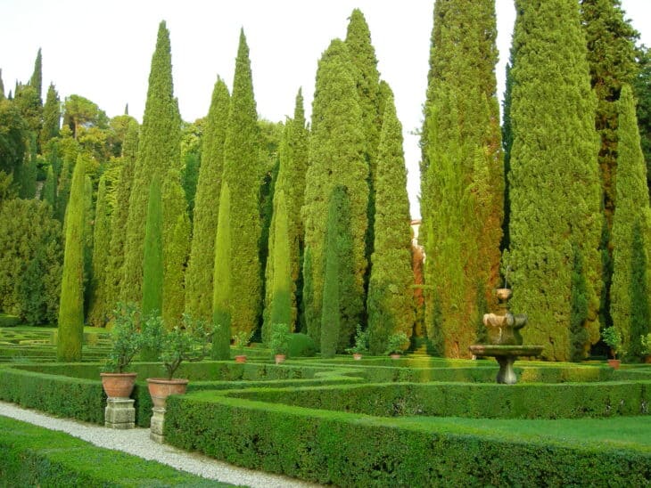 Mediterranean Cypress (Cupressus sempervirens)
