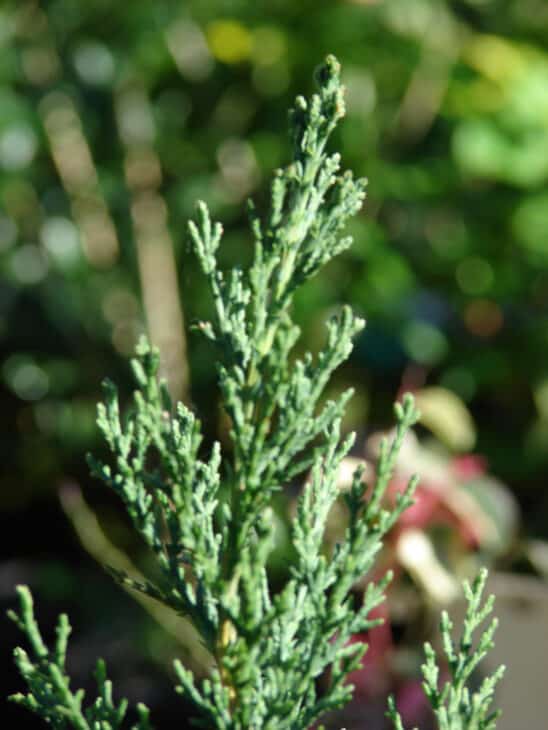 Mediterranean Cypress (Cupressus sempervirens)