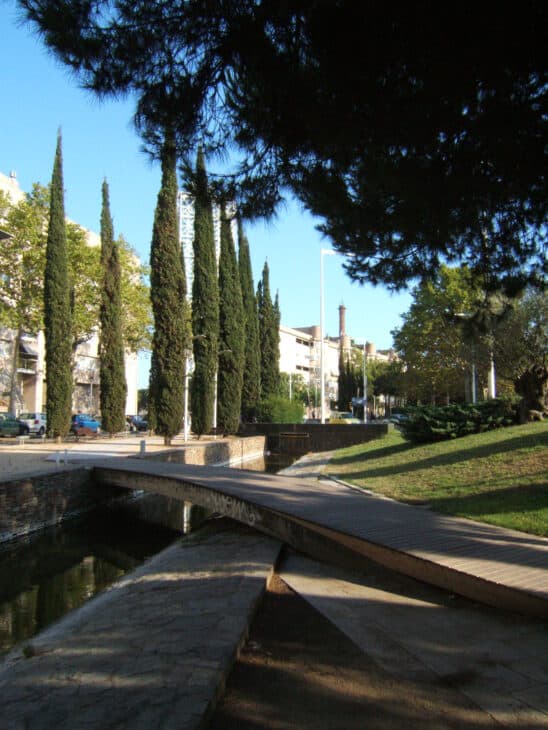 Mediterranean Cypress (Cupressus sempervirens)