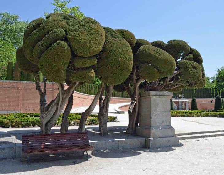 Mediterranean Cypress (Cupressus sempervirens)
