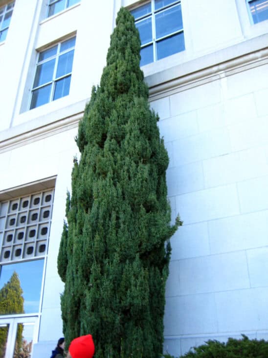 Mediterranean Cypress (Cupressus sempervirens)