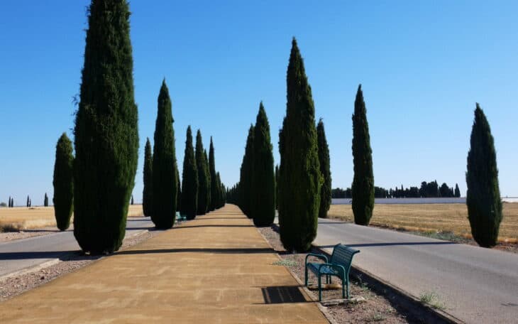 Mediterranean Cypress (Cupressus sempervirens)