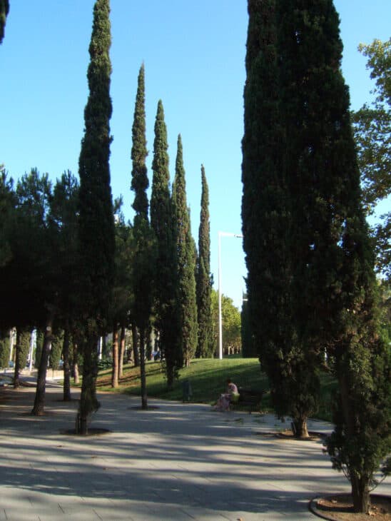 Mediterranean Cypress (Cupressus sempervirens)