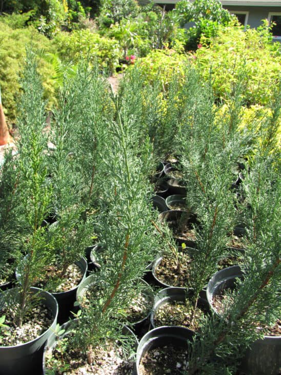 Mediterranean Cypress (Cupressus sempervirens)