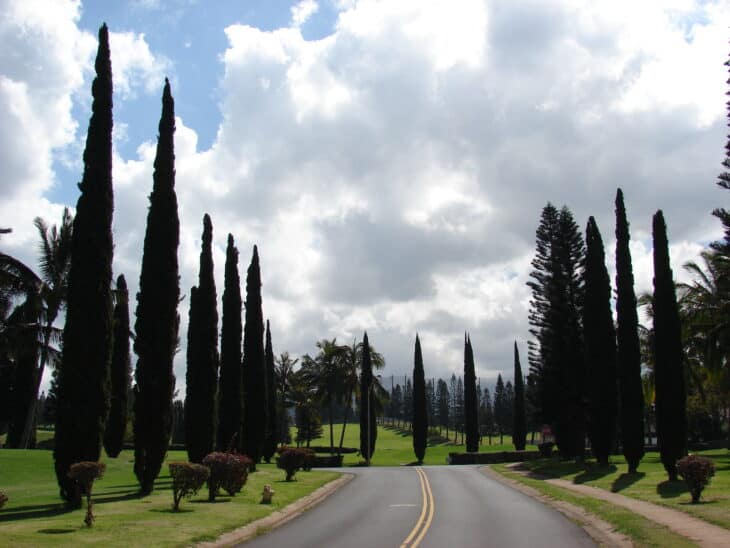 Mediterranean Cypress (Cupressus sempervirens)