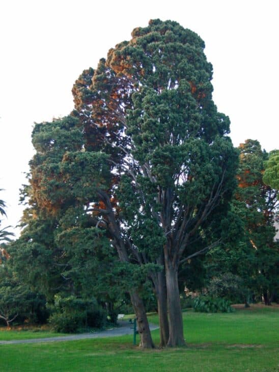 Mediterranean Cypress (Cupressus sempervirens)