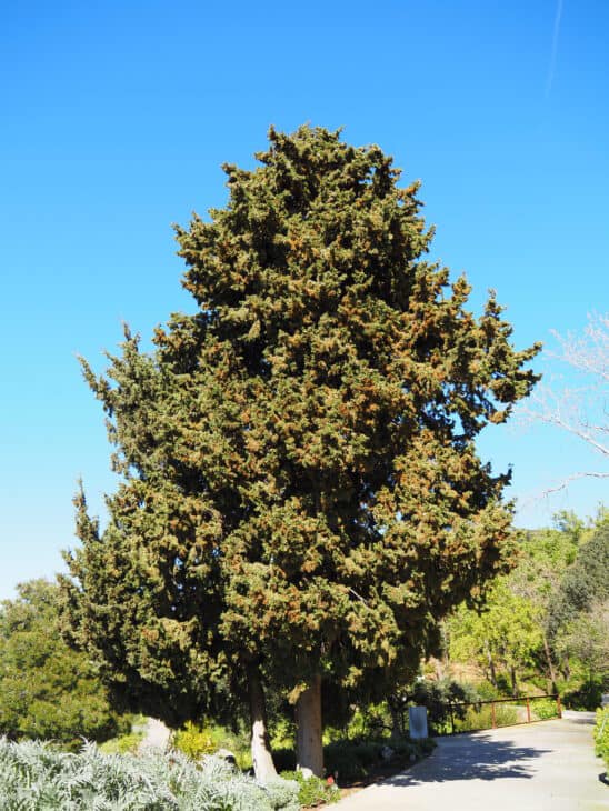 Mediterranean Cypress (Cupressus sempervirens)