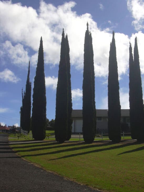 Mediterranean Cypress (Cupressus sempervirens)