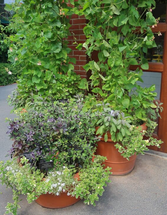 Mentha suaveolens 'Variegata'