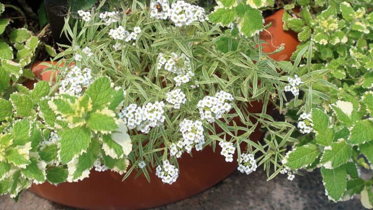 Mentha suaveolens 'Variegata'