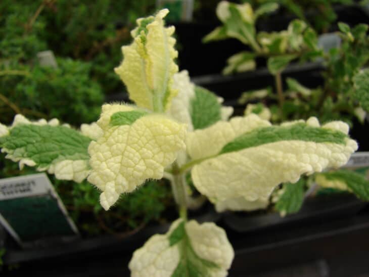 Mentha suaveolens 'Variegata'