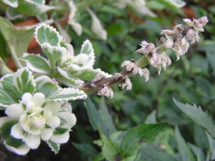 Mentha suaveolens 'Variegata'