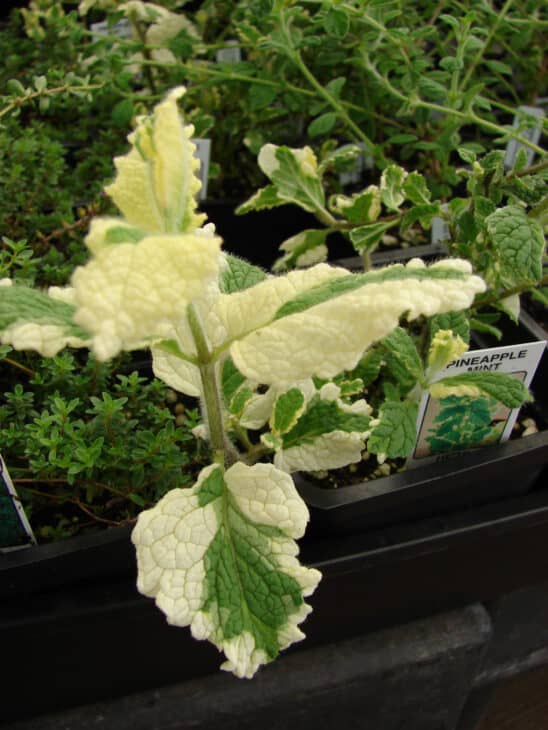 Mentha suaveolens 'Variegata'
