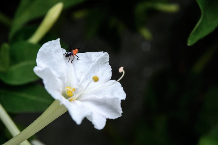 Four O’clocks (Mirabilis jalapa)
