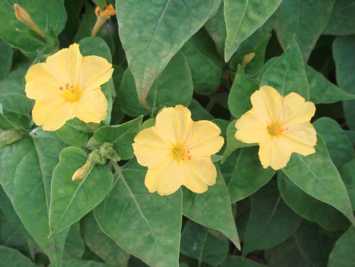 Four O’clocks (Mirabilis jalapa)