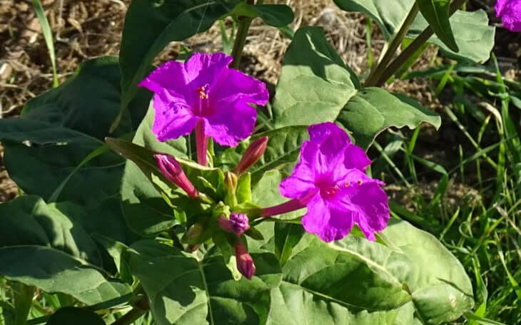 Mirabilis jalapa - 11.jpg