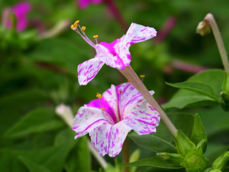 Mirabilis jalapa