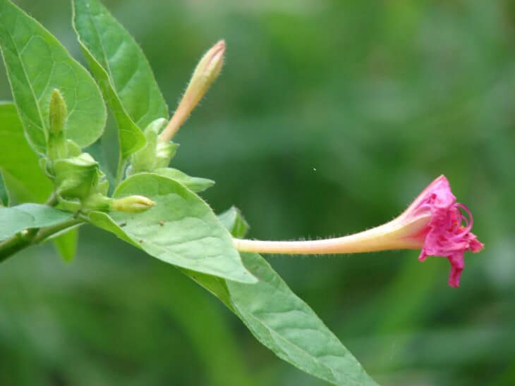 Four O’clocks (Mirabilis jalapa)