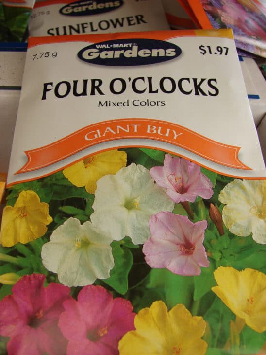 Four O’clocks (Mirabilis jalapa)