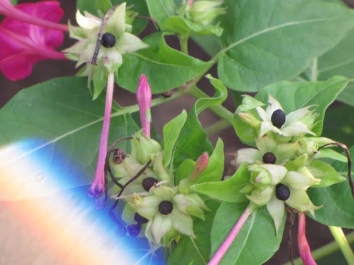 Four O’clocks (Mirabilis jalapa)