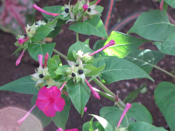 Four O’clocks (Mirabilis jalapa)