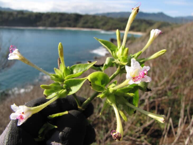 Four O’clocks (Mirabilis jalapa)