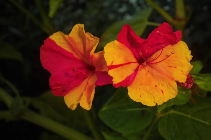 Four O’clocks (Mirabilis jalapa)