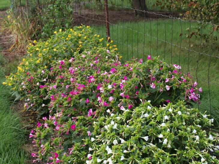 Four O’clocks (Mirabilis jalapa)