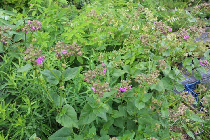 Wild four-o'-clock (Mirabilis nyctaginea)