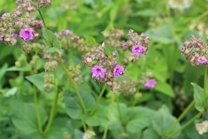 Wild four-o'-clock (Mirabilis nyctaginea)