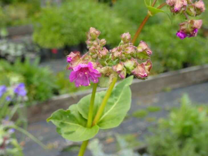 Wild four-o'-clock (Mirabilis nyctaginea)