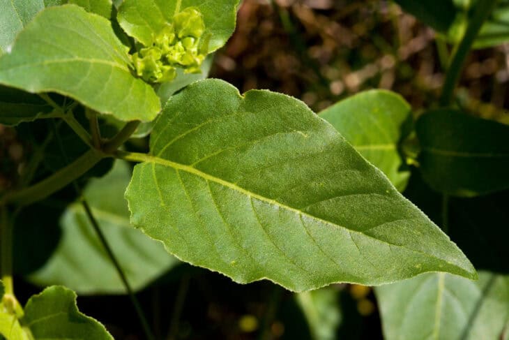 Wild four-o'-clock (Mirabilis nyctaginea)