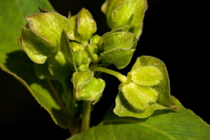 Wild four-o'-clock (Mirabilis nyctaginea)