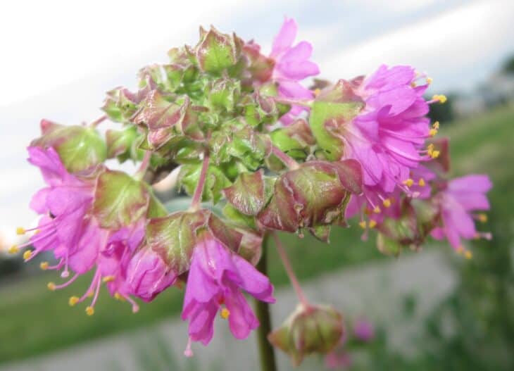 Wild four-o'-clock (Mirabilis nyctaginea)