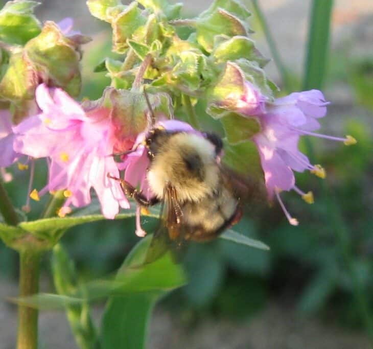 Wild four-o'-clock (Mirabilis nyctaginea)