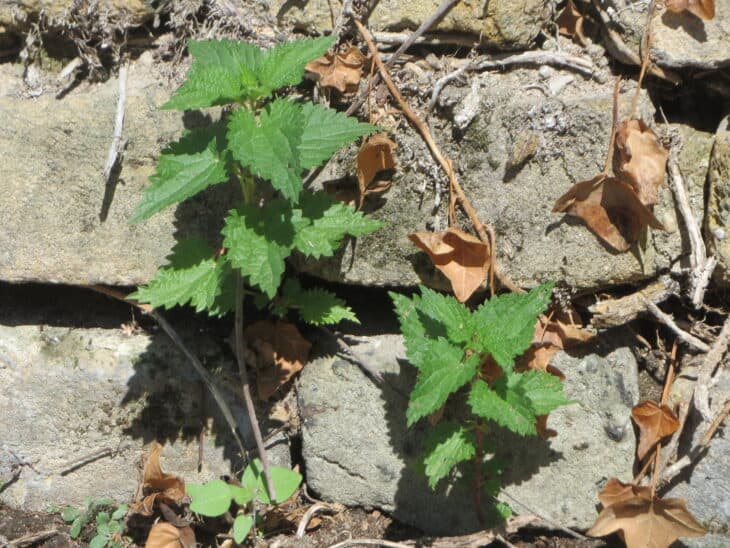 Nettle (Urtica dioica)