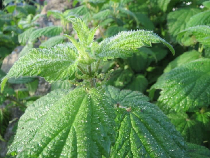 Nettle (Urtica dioica)