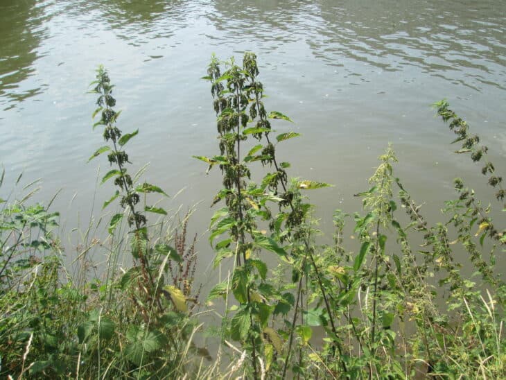 Nettle (Urtica dioica)