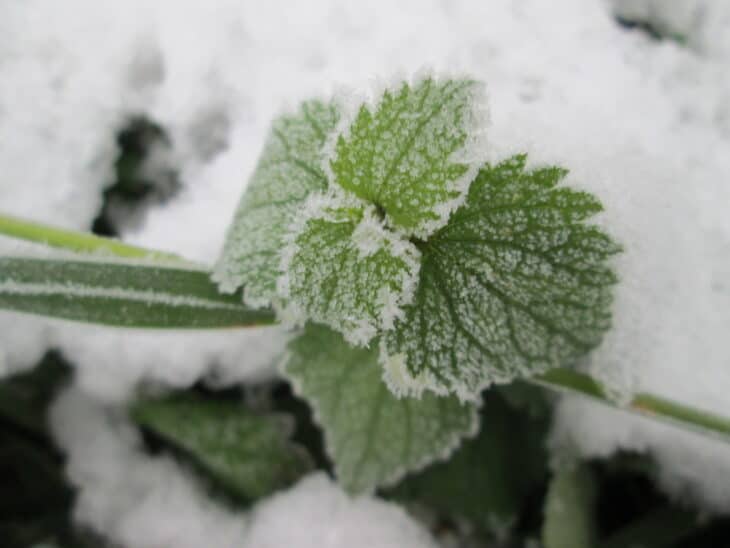 Nettle (Urtica dioica)