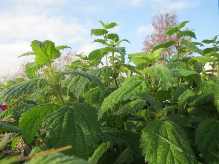 Nettle (Urtica dioica)