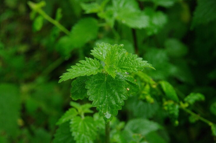 Nettle (Urtica dioica)