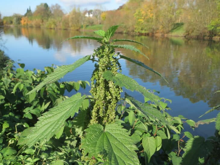 Nettle (Urtica dioica)