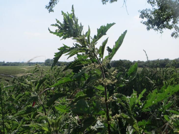 Nettle (Urtica dioica)