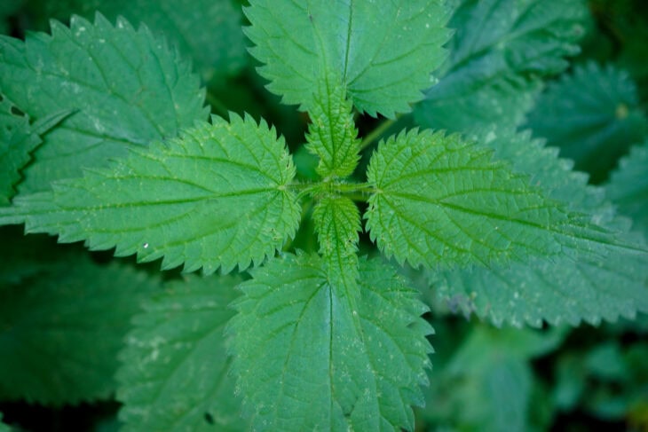 Nettle (Urtica dioica)